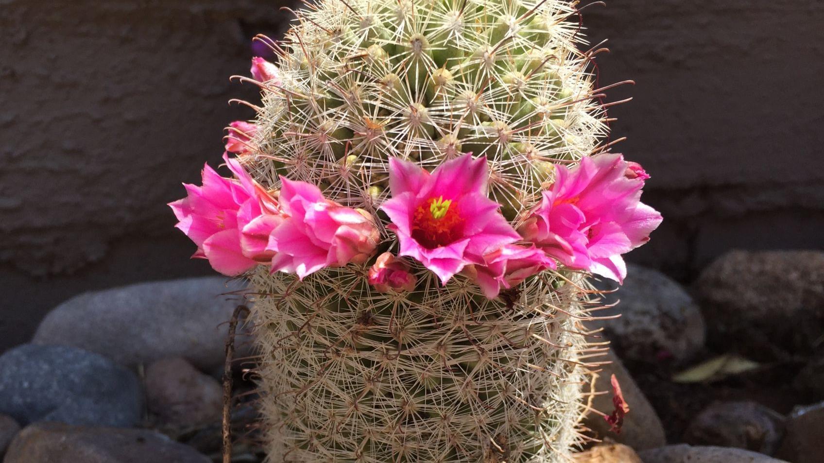 Blooming in blazing heat
